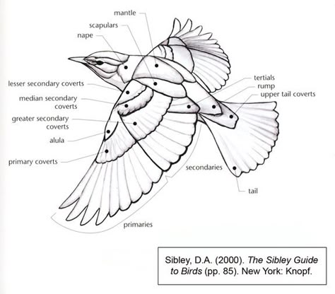 Anatomy of a birds wing, showing different feather groups. Bird Wing Reference, Types Of Bird Wings, Wings Anatomy, Wing Diagram, Birds Anatomy, Avian Wing Anatomy, Human Avian Wing Anatomy, Raven Wing Anatomy, Wing Anatomy