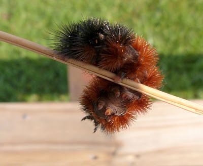 Wooly Bear Caterpillar, Woolly Bear, Tiger Moth, Moth Caterpillar, Interesting Animals, Beautiful Bugs, Creepy Crawlies, Arthropods, Farm Gardens