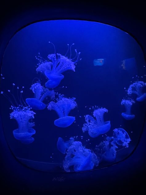 Aquarium Pictures, Sea Jellies, Blue Aesthetic Dark, Blue Jellyfish, Underwater Animals, Marine Animals, Ocean Creatures, Sea And Ocean, Sealife