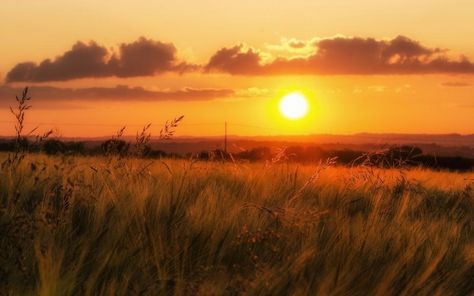 Grass sunset wallpaper Sunset Field, 2k Wallpaper, Field Wallpaper, Grass Wallpaper, Background Hd Wallpaper, Sunset Background, Grass Field, Sunset Wallpaper, Animation Background