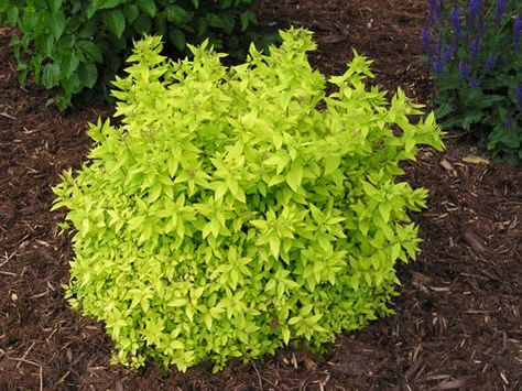 goldmound spirea - Google Search Goldmound Spirea, Front Landscaping, Garden Shrubs, Have Inspiration, Landscaping Plants, Lawn And Garden, Shade Garden, Front Garden, Outdoor Plants