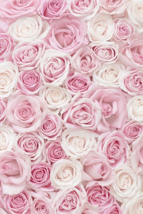 Pink Roses Wallpaper, Wallpaper Backgrounds Pink, Pink Roses Background, Backgrounds Pink, Cute Pink Background, Roses Art, Sassy Wallpaper, Pink Wallpaper Backgrounds, Aesthetic Roses