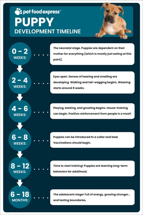 Puppy Development Timeline / Pet Food Express Puppy Weaning Schedule, Puppy Timeline, Puppy Training Timeline, Puppy Socialization Schedule, Pet Infographic, Puppy Health Record Printable Free, Whelping Puppies, Puppy Training Schedule, Puppy Development