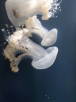 4,000+ Underwater Pictures and Images in HD - Pixabay Ocean Stuff, Jellyfish Illustration, Jellyfish Photography, Jellyfish Aquarium, Creature Marine, Jellyfish Painting, Aesthetic Dream, Underwater Pictures, Jellyfish Art