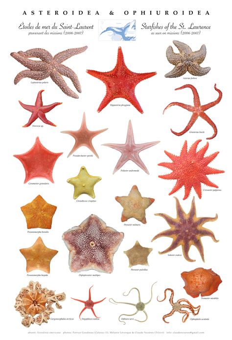 St. Lawrence sea star poster Oceancore Room, Types Of Starfish, Starfish Species, Oceanography Marine Biology, Marine Poster, Biology Poster, Sea Stuff, Sea Things, Star Poster