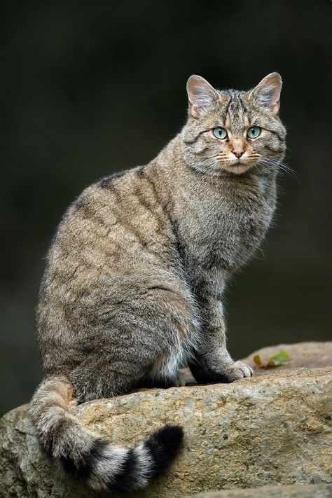 European Wildcat [Felis silvestris silvestris] was 1st described the European wildcat under the scientific name Felis (catus) silvestris. In subsequent decades, several naturalists and explorers described wildcats from European, African and Asian countries. It is now settled that there are 3 Felis bieti subspecies from Eastern Asia, 7 Felis silvestris subspecies from Europe to Asia Minor, and 25 Felis lybica subspecies from Africa, and West to Central Asia. photo by Luc Viatour Wild Cat Species, Small Wild Cats, Cat Species, Kinds Of Cats, Bangor, Feral Cats, Maneki Neko, Domestic Cat, Warrior Cats