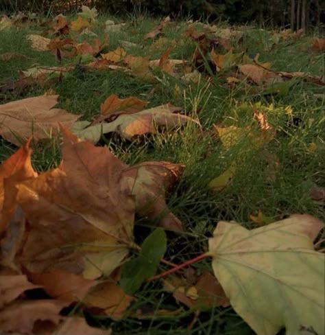 Autumn Green Aesthetic, Green Autumn Aesthetic, Autumn Aesthetic Green, Fall Aesthetic Green, Brown Fall Aesthetic, Green Fall Aesthetic, Autumn Girl Aesthetic, Leaves On The Ground, Autumn Leaves Falling