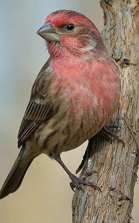 Seagull Painting, Mixed Media Workshop, House Finch, Encaustic Mixed Media, Finches Bird, Finches, Red Thread, Backyard Birds, Bird Pictures