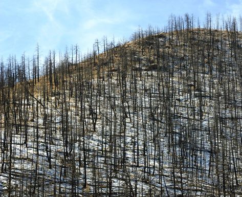 Forest Fire Aftermath. Burned trees on a hill , #AD, #Aftermath, #Fire, #Forest, #hill, #trees #ad Burned Forest, Protest Art, Blue Hill, Forest Hill, Forest Fire, A Hill, Nature Images, City Photo, Stock Images