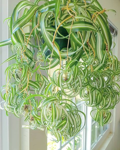 Spider Family, Kalanchoe Blossfeldiana, Plant Games, Umbrella Tree, Yucca Plant, Spider Plant, Chinese Money Plant, Hanging Plants Indoor, Pothos Plant