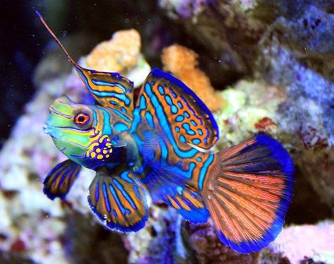 Green Mandarin Dragonet (Synchiropus splendidus) Goby Fish, Mandarin Fish, Creature Marine, Pretty Fish, Salt Water Fish, Cool Fish, Saltwater Tank, Beautiful Sea Creatures, Marine Aquarium