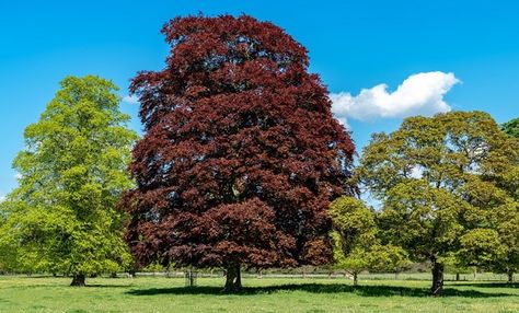 Copper Beech Tree, Tennessee Ranch, Tree Facts, Lined Driveway, West Tennessee, Woodland Trust, Greek Garden, Fagus Sylvatica, Copper Beech