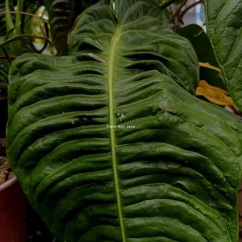 👑✨ Meet the Anthurium veitchii, also known as the "King Anthurium"! ✨👑 This plant stands out with its dramatic, elongated leaves that have a unique rippled texture—making it a must-have statement piece for any plant lover. Known for its regal appearance, Anthurium veitchii is perfect for adding a touch of tropical luxury to your space. 🌱 Care Tips for the King: Light: Prefers bright, indirect light Watering: Keep soil moist but not soggy; loves high humidity! Temperature: Thrives in warm e... King Anthurium, Anthurium Veitchii, Tropical Luxury, Plant Stands, Plant Lover, Plant Stand, Care Tips, Java, Be Perfect