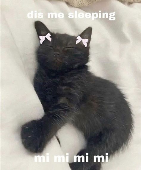 I’m beginning to feel sssllleeeepppyyy 💤💤💤💤again but I can’t gotta do some serious adulting like creating new masterpieces hahaha and I can’t keep putting things to the last minute AAAAHHHH ANYWAYS here’s me a #representation of me #sleeping 😹😹😹😹😹😹😹😹😽😽😽😽💋💋💋💋 OR WAAAIIITTT #youasmy #cat 😘😘😘💋💋💋💋😹😹😹😹🙊🙊🙊🙊🙊#adorable and #happysaturday❤️🙌 Sleep Meme, Ig Pfps, When You Cant Sleep, Good Meme, Sleeping At Last, Feral Cat, I Cant Sleep, Cats Memes, Cats Pictures