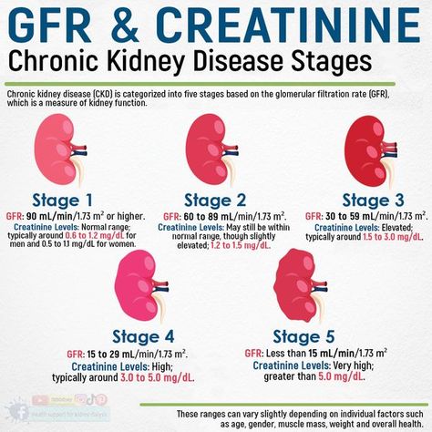 Health support for kidney dialysis Chronic Kidney Disorder, Kidney Facts, Kidney Disorders, Human Body Vocabulary, Nursing Knowledge, Kidney Healthy Foods, Kidney Friendly Recipes Renal Diet, Food For Kidney Health, Kidney Support