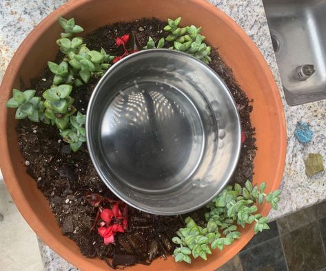 Succulent Dog Water Bowl, Dog Water Bowl Planter, Dog Water Bowl Mess, Dog Water Bowl Garden, Dog Water Bowl, Pet Water Bowl, Animal Ideas, Clothes Hacks, Dog Water Bowls