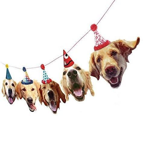 Golden Retriever Birthday, Husky Faces, Golden Retriever Owner, Dogs Birthday, Labrador Funny, Golden Retriever Funny, Birthday Garland, Dog Birthday Cake, Golden Birthday