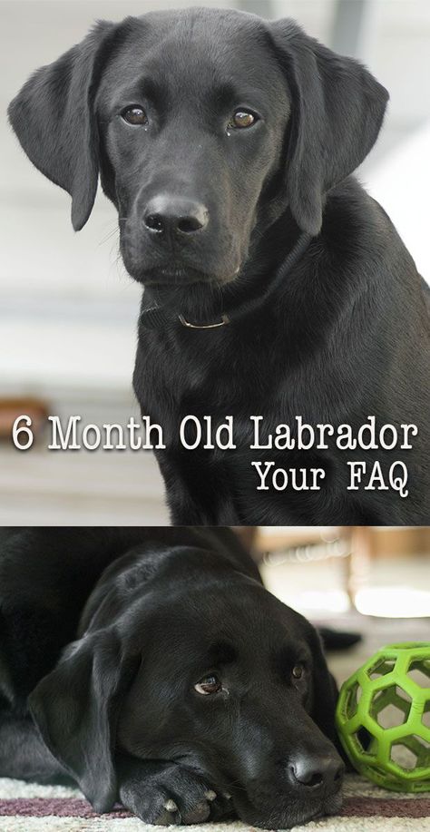 What is 'normal' for a six month Labrador puppy? We look at your weight, training, feeding and behaviour questions, so that you can know what to expect. Labrador Puppy Training, Labrador Retriever Training, Puppy Time, Black Dogs, Lab Puppy, Black Labrador Retriever, Labrador Retriever Puppies, Six Month, Aggressive Dog