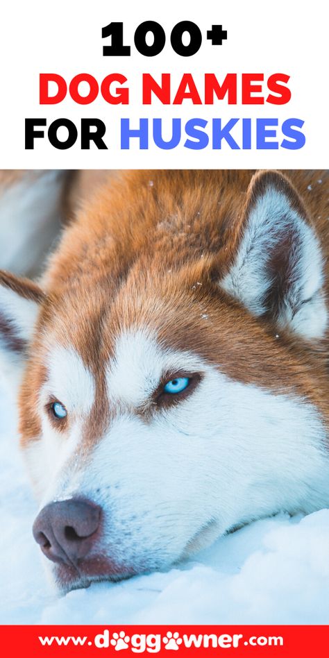 So you're getting an adorable new Siberian Husky and it's time for a new name. Below is a list of 100+ Husky names separated by gender. #husky #dognames #dogname Girl Husky Names, Husky Names Male, Husky Puppy Names, Red And White Husky, Boy Puppy Names, Husky Dog Names, Alaskan Dog, Husky Names, Red Husky