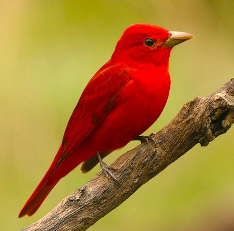 Summer Tanager - the only completely red bird in North America, the strawberry-colored male Summer Tanager is an eye-catching sight. Summer Tanager, Birds Beautiful, Bird Sitting, Most Beautiful Birds, Bird Watcher, Red Bird, Nature Birds, Backyard Birds, Exotic Birds