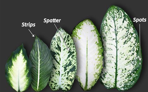 Definbachia Plant, Diffenbachia House Plant, Diffenbachia Leaf Variety, Dieffenbachia Houseplant, Rooting Hormone, Jade Plants, Light Images, Liquid Fertilizer, Neem Oil