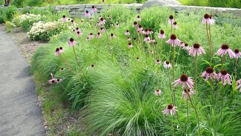 Prairie Dropseed Grass Purple Coneflower, Prairie Planting, Prairie Garden, Fountain Grass, Grasses Landscaping, Grasses Garden, Pale Purple, Rain Garden, Native Garden