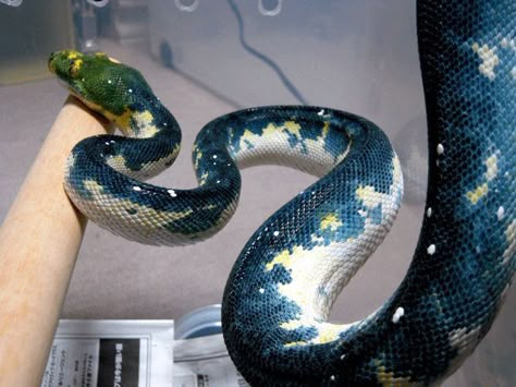 Danger Noodles, Cool Snakes, Pretty Snakes, Yellow Snake, Cute Reptiles, Cute Snake, Reptile Snakes, Pet Snake, Beautiful Snakes