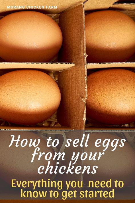 Suburban Homesteading, Preparedness Ideas, Selling Eggs, Homestead Animals, Best Egg Laying Chickens, Hen Farm, Collecting Eggs, Chicken Care, Farming Life