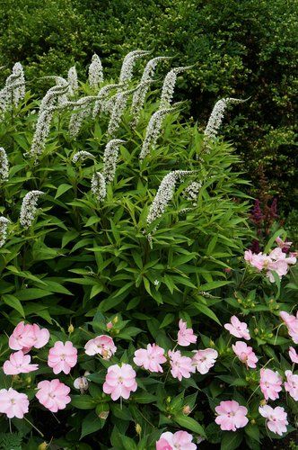 Lysimachia clethroides | Gooseneck Loosestrife| plant lust Gooseneck Loosestrife Garden, White Gooseneck Loosestrife, Lysimachia Clethroides, Gooseneck Loosestrife, Creative Gardens, Garden Flat, Garden Growing, Tall Flowers, Border Plants