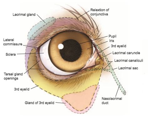 Cherry Eye In Dogs, Dogs Eyes Problems, Eyeball Anatomy, Veterinary Medicine Student, Vet School Motivation, Vet Tech School, Vet Tech Student, Eye Anatomy, Anatomy References