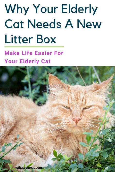 Senior Cats Tips, Elderly Cat Care, Senior Cat Litter Box Ideas, Cat Litter Box Diy, Senior Cats, Cat Life Hacks, Senior Cat Care, Best Litter Box, Best Cat Litter