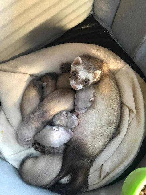 Ferrets Care, Baby Ferrets, Funny Ferrets, Pet Ferret, Cute Ferrets, Cute Small Animals, Cute Rats, Pretty Animals, Cute Animals Images