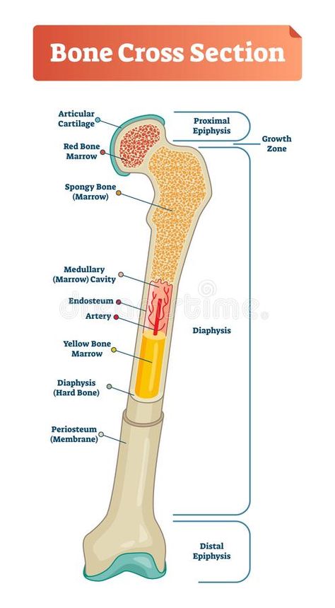 Vector illustration scheme of bone cross section. Diagram with articular cartilage, marrow, medullary cavity and periosteum.. Illustration about educational, diaphysis - 120316017 Anatomy Structure, Radiography Student, Bone Anatomy, Anatomy Education, Body Science, Human Body Science, Human Body Facts, Basic Anatomy And Physiology, Nursing School Survival