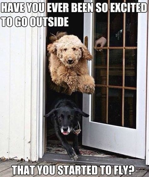 16 Fresh Animal Memes To Put An Instant Smile On Your Face Happy Friday Meme, Excited Dog, Friday Meme, Funny Friday Memes, Husky Funny, Dog Quotes Funny, Funny Dog Memes, Friday Afternoon, Friday Humor