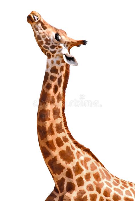 Isolated giraffe. Isolated profile head and neck giraffe , #ad, #giraffe, #Isolated, #profile, #neck, #head #ad Caribbean Animals, African Animals Photography, Elements Of Art Line, Giraffe Portrait, Giraffe Face, Giraffe Images, Giraffe Neck, Giraffe Drawing, Giraffe Pictures