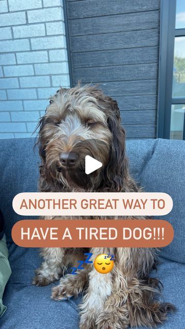 🐾Dogs Made Simple on Instagram: "🔥Blowing up your feed with another innovative dog enrichment game for the summer! ☀️   @dogishuman #dogenrichment #mentalstimulationfordogs #mentalstimulation #dogfun #dogactivities #dogfun #summerfun #dogsinthesun #summerdog #summerdogsrec #dogmoments #dogdad #dogmomlife #dogmomlife #dogmoments #doggodoingthings #doggames #puppyfun #dogmomaf #dogdadsofinstagram #dogmoms #dogcommunity #dogtrends #dogreels #labradoodle #dogsofig" Simple Dog Tricks, Dog Activities Diy, Dog Enrichment Ideas Diy, Dog Diy, Dog Enrichment Ideas, Dog Tricks, Cool Dog Tricks, Puppy Announcement, Brain Games For Dogs