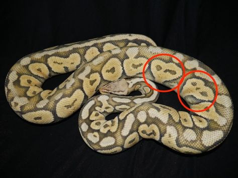 32 Words Everyone Needs to Know When Talking About Morphs(Ball Python Edition) - Infinite Scales Ball Python Tub Setup, Ball Python Enclosure Ideas 40 Gallon, Ball Python Cage, Ball Python Morphs Chart, Ball Python Enclosure Ideas, Ball Pythons Morphs, Ghi Ball Python, Snake Morphs Ball Python, Cool Ball Python Morphs