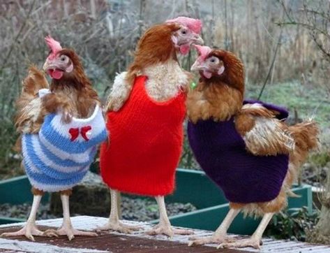 DIY Knit Chicken Jumper Sweater (Written Pattern) - Fab Art DIY Week End Humour, Chicken Sweater, Chickens And Roosters, Pet Chickens, Raising Chickens, Chickens Backyard, Chicken Coop, Coop, Hen