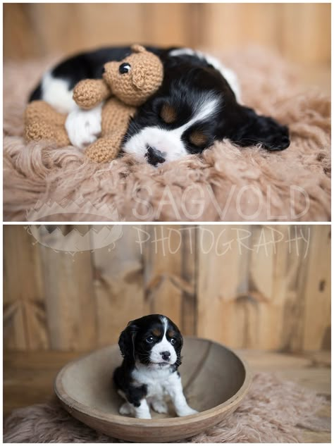 Fargo Pet Photographer Newborn Puppy Picture Fur Baby Puppy Photography Photo Shoots, Puppy Shoot Ideas, Newborn Puppy Photos, Newborn Puppies Photography, Newborn Puppy Photography, Puppies Photoshoot Ideas, Puppy Pics Ideas, Puppy Newborn Photoshoot, Cute Puppy Pictures Ideas Photo Shoot