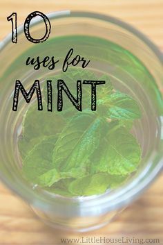 Uses For Mint Leaves, Mint Recipes Fresh, Drying Mint Leaves, Herb Drying, Mint Herb, Growing Mint, Growing Garden, Preserving Herbs, Mint Extract