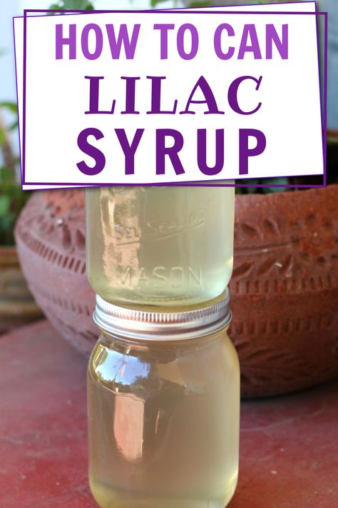 Easy tip for canning lilac simple syrup for cocktails and non-alcoholic drinks. Grape Hyacinth Simple Syrup, Canning Simple Syrup, Lilac Syrup Recipe, Canning Drinks, Lilac Simple Syrup, Fruit Syrup Recipe, Canning Syrup, Botanical Recipes, Simple Syrup For Cocktails