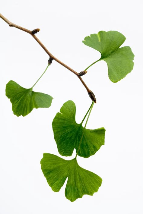 Ginko Biloba, 달력 디자인, Gingko Leaves, Adrenal Fatigue, Ginkgo Biloba, Ginkgo Leaf, Botanical Drawings, Leaf Art, Green Trees