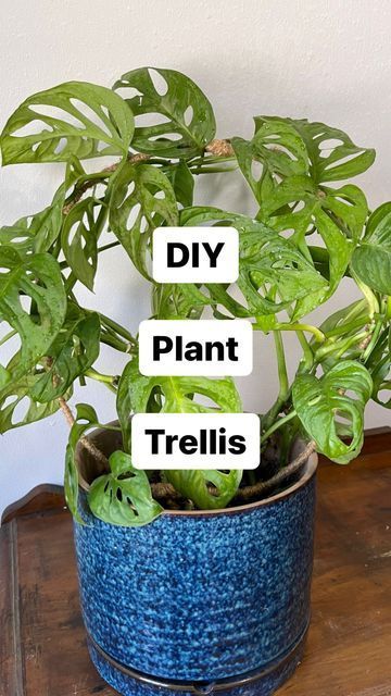 Plant Climbers Diy, Pothos Plant Trellis, House Plant Trellis Indoor, Houseplant Trellis Ideas, Diy Small Plant Trellis, Diy Trellis For Indoor Potted Plants, Diy Plant Climber, Diy Trellis Indoor Plants, Diy Small Trellis For Flower Pot