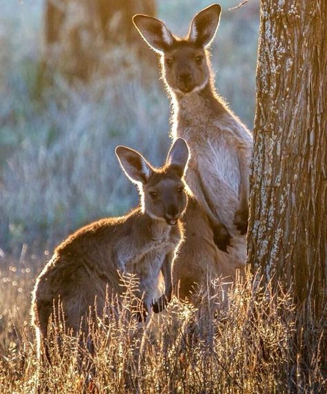 Photos Of Adorable Australian Animals For a Much Better Day Australian Fauna, Australia Animals, Australian Wildlife, Australian Animals, Australian Cattle Dog, Wildlife Animals, Labradoodle, Animal Tattoos, Animal Planet