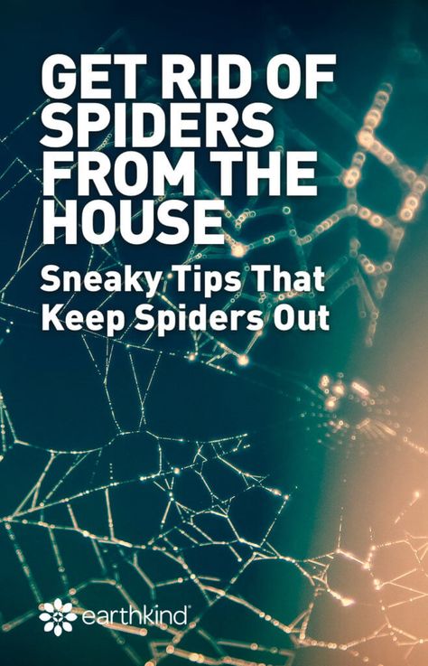 Spider Prevention, Spider Repellent, Repellent Diy, Spiders Repellent, Spider Control, Get Rid Of Spiders, Rodent Repellent, House Spider, Winter Tips