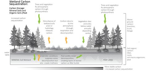 Carbon Sequestration in Wetlands | MN Board of Water, Soil Resources Carbon Sink, Carbon Cycle, Carbon Sequestration, Organic Soil, Water Management, Invasive Species, Photosynthesis, Organic Matter, Pollution