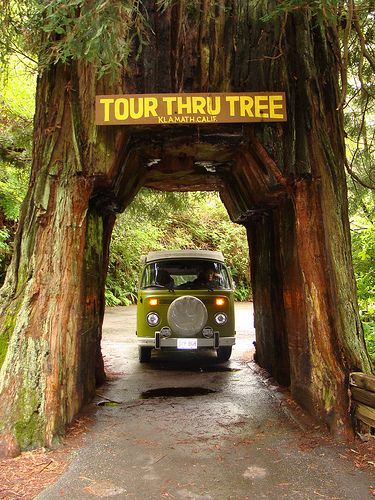 Southern Oregon, Redwood Forest, Oregon Coast May 3, 2009 279 by our78bus, via Flickr Red Wood Forest, Forest Oregon, Explore Oregon, Oregon Vacation, Wood Forest, Oregon Road Trip, The Oregon Trail, West Coast Road Trip, Oregon Washington