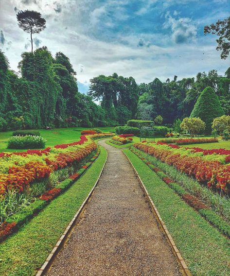 Peradeniya Royal Botanical Gardens Kandy Sri Lanka Peradeniya Botanical Garden, Kandy Sri Lanka Photography, Sri Lanka Photography, Sri Lanka Holidays, Hydro Power Plant, Colonial Garden, Kandy Sri Lanka, Sri Lanka Travel, Vr Experience