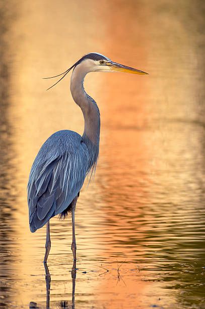 19,071 Great Blue Heron Stock Photos, Pictures & Royalty-Free Images - iStock Heron Photography, Heron Illustration, Merlin Bird, Heron Tattoo, Heron Photo, Heron Art, Common Birds, Great Blue Heron, Night Forest