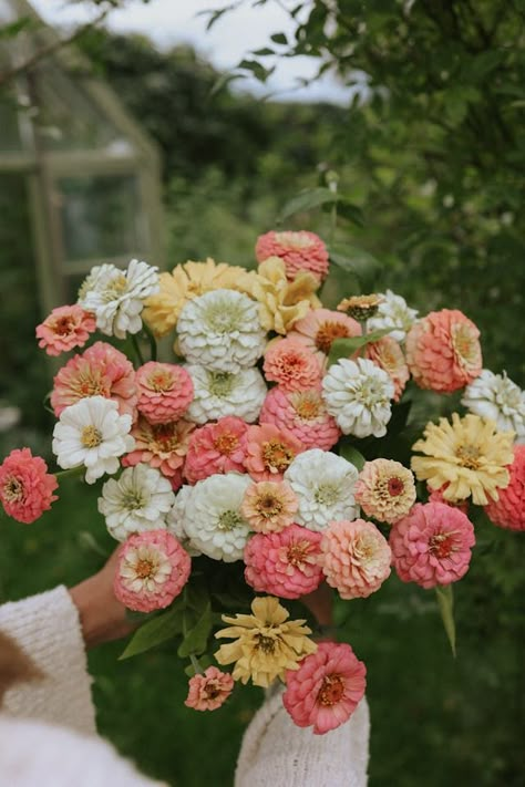 Zinnia seeds - Peaches and cream - buy seeds online | FLOREA White Zinnia Flowers, Zinnia Flower Garden, Zinnias Wedding, Zinnias Bouquet, Peach Zinnia, Zinnia Wedding, Flower Zinnia, Zinnias Flowers, Peach Farm